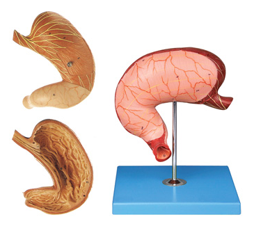 胃及剖面模型